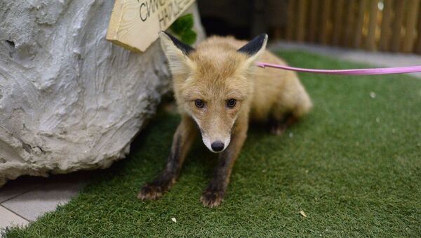 Cría de zorro del parque zoológico de Volgogrado - Sputnik Mundo