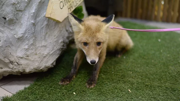 Cría de zorro del parque zoológico de Volgogrado - Sputnik Mundo