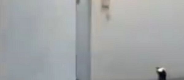 Fuga frustrada de pingüinos  en un zoo de Dinamarca - Sputnik Mundo