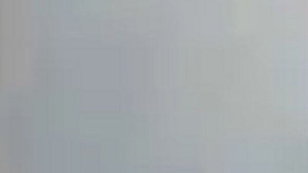 Fuga frustrada de pingüinos  en un zoo de Dinamarca - Sputnik Mundo