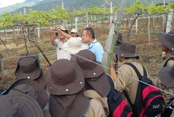 Un grupo de jóvenes ex combatientes de las FARC, el ELN y las AUC reciben capacitación sobre siembra y cosecha de uvas en una finca de la población colombiana de Roldanillo, en el Valle del Cauca (suroeste), en el marco de un plan que adelanta el Gobierno en conjunto con la empresa privada y organismos internacionales con el fin de reinsertarlos a la vida civil por medio del trabajo agrícola.  - Sputnik Mundo