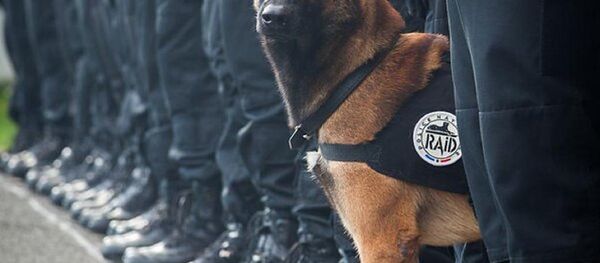 Diesel, la perra de asalto belga que perdió la vida durante la operación en Saint-Denis - Sputnik Mundo