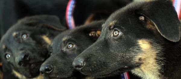 Cachorros del perro Trakr, clonado en Corea del Sur - Sputnik Mundo