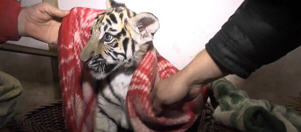 Cachorros de tigre y león sufren hipotermia en Crimea - Sputnik Mundo