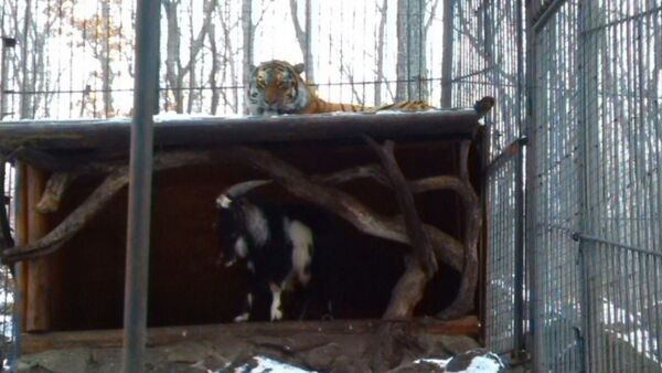 Timur y Amur en el parque safari de Primorie Timur y Amur en el parque safari de Primorie - Sputnik Mundo