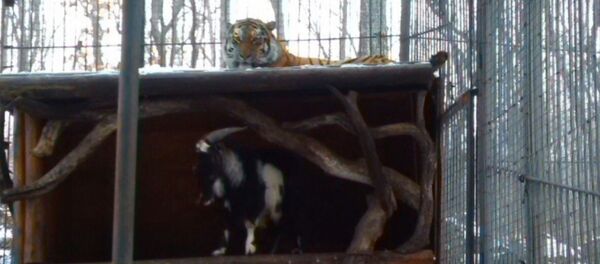 Timur y Amur en el parque safari de Primorie - Sputnik Mundo