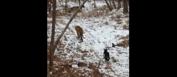 Timur y Amur - Sputnik Mundo