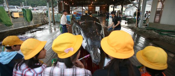 Regreso de la pesca de ballenas en Japón - Sputnik Mundo