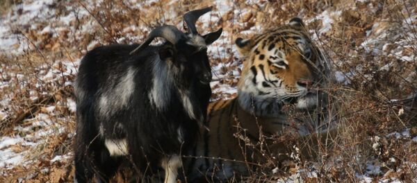 El tigre siberiano Amur y el chivo Timur El tigre siberiano Amur y el chivo Timur - Sputnik Mundo