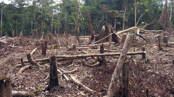 Deforestación en Colombia - Sputnik Mundo