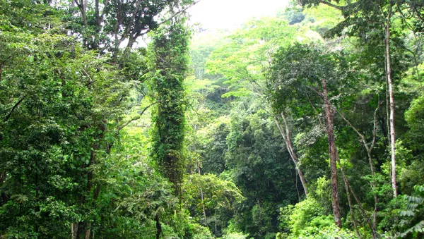 Venezuela debe priorizar la energía limpia y frenar deforestación, dicen expertos - Sputnik Mundo