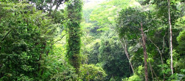 Selva nublada Selva nublada - Sputnik Mundo