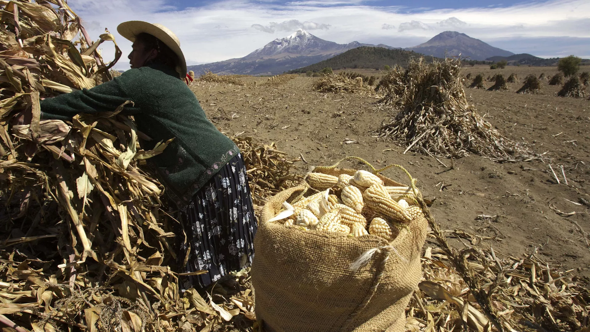 Cultivo de maíz en México - Sputnik Mundo, 1920, 09.01.2025