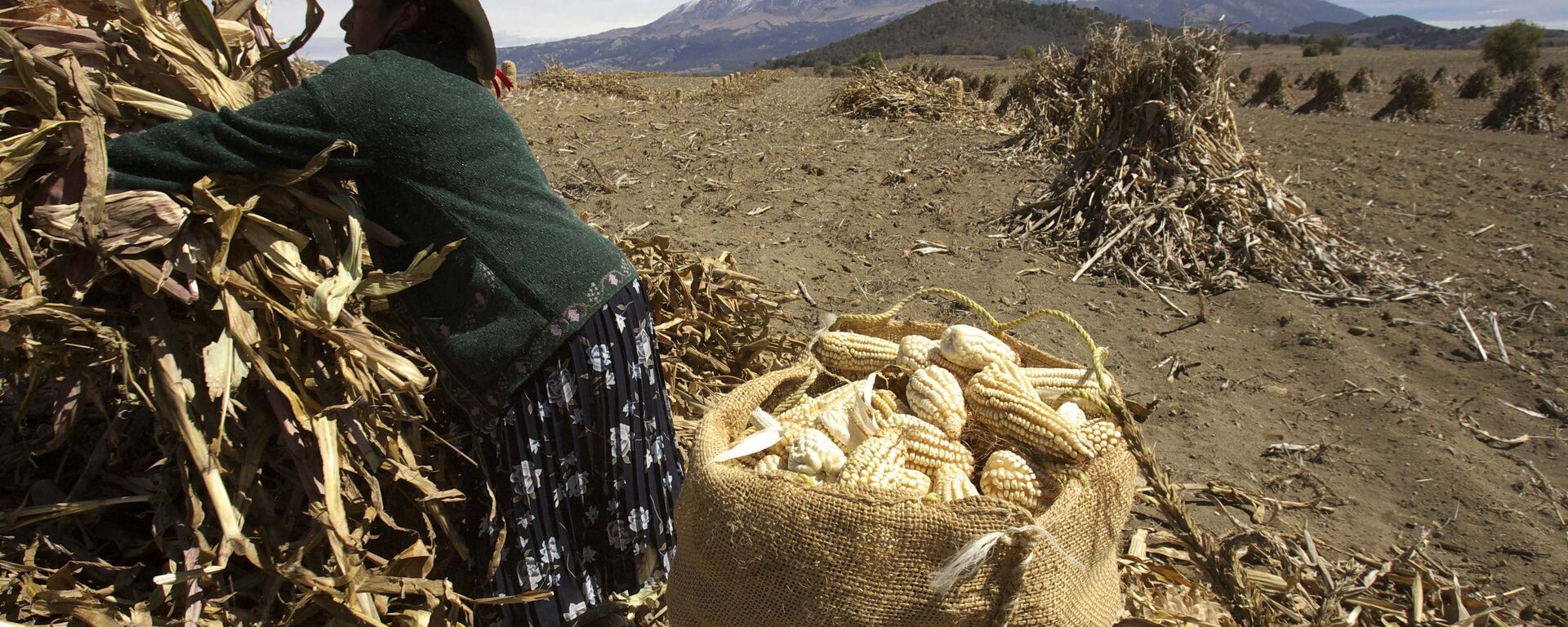 Cultivo de maíz en México - Sputnik Mundo, 1920, 03.06.2022