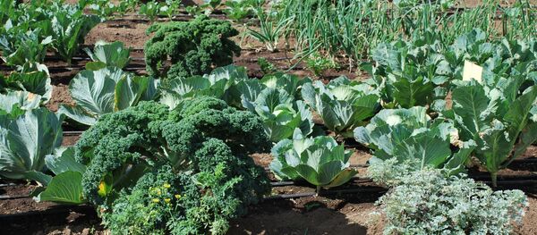 Cultivo de verduras en Guatemala - Sputnik Mundo