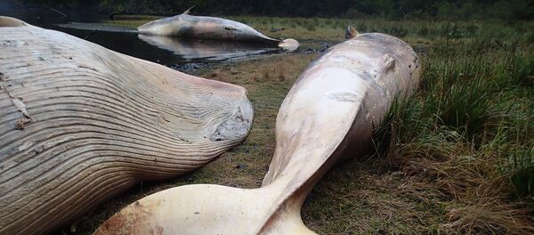 Ballenas Sei muertas en el sur de Chile - Sputnik Mundo