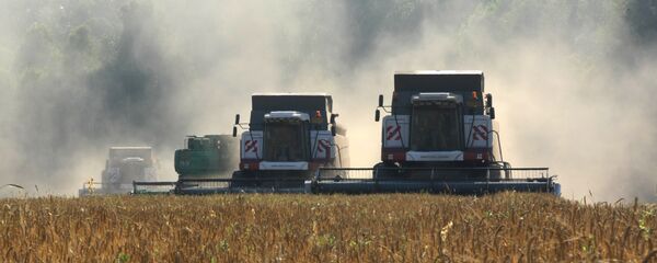 Cosecha de cereales en Rusia - Sputnik Mundo