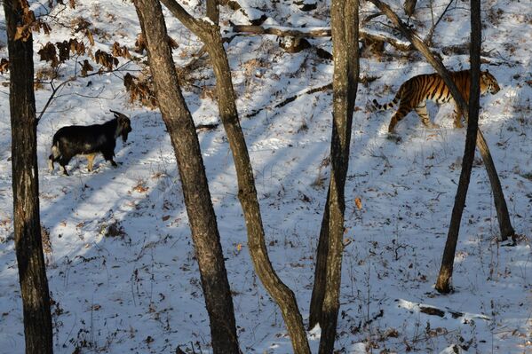 La insólita amistad entre un tigre y un chivo - Sputnik Mundo