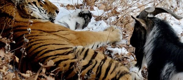 El tigre siberiano Amur y el chivo Timur - Sputnik Mundo