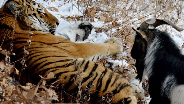 El tigre siberiano Amur y el chivo Timur - Sputnik Mundo