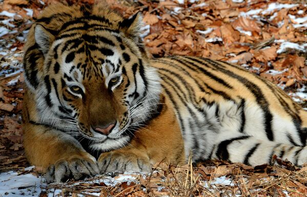 La insólita amistad entre un tigre y un chivo - Sputnik Mundo