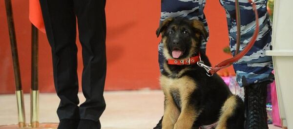 Cachorro de pastor alemán Dobrinia - Sputnik Mundo