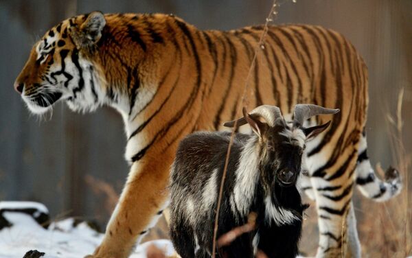 Chivo Timur y tigre Amur Chivo Timur y tigre Amur - Sputnik Mundo
