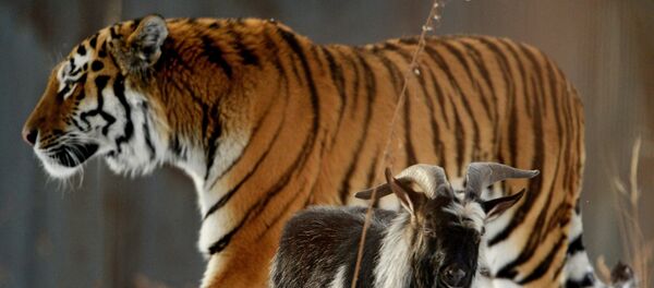 El tigre siberiano Amur y el chivo Timur El tigre siberiano Amur y el chivo Timur - Sputnik Mundo