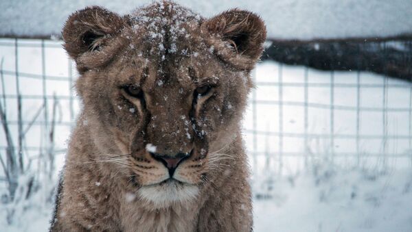 Leona en el parque safari Taigán de Belogorsk - Sputnik Mundo