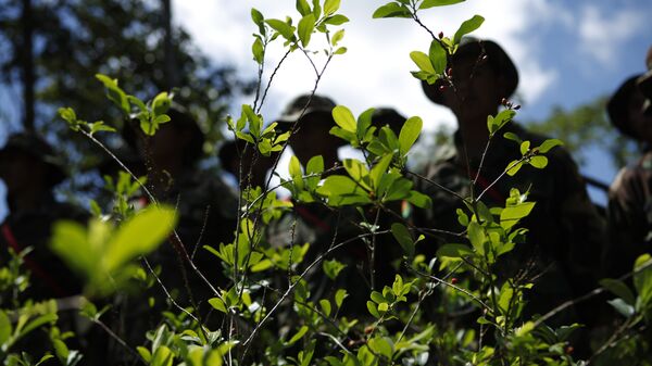 Erradicación de cultivos de coca - Sputnik Mundo