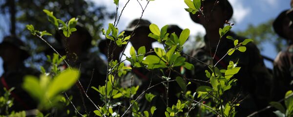 Soldiers stand next to illegally grown coca plants before uprooting them in Paraiso, Bolivia, Monday, Jan. 16, 2012. Soldiers stand next to illegally grown coca plants before uprooting them in Paraiso, Bolivia, Monday, Jan. 16, 2012. - Sputnik Mundo