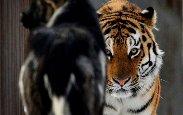 Chivo Timur y tigre Amur Chivo Timur y tigre Amur - Sputnik Mundo
