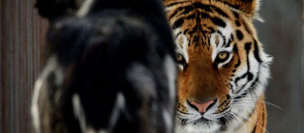 El tigre siberiano Amur y el chivo Timur - Sputnik Mundo
