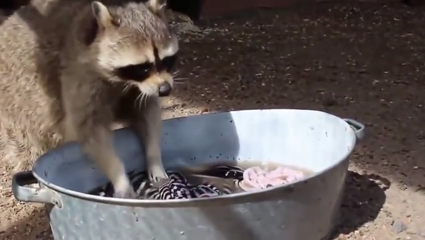 Mapaches que hacen la colada - Sputnik Mundo