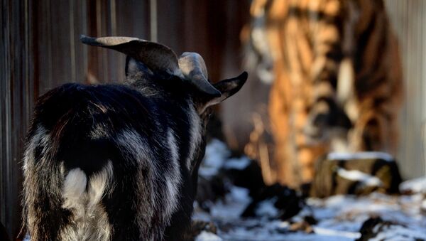 El tigre Amur y el chivo Timur - Sputnik Mundo