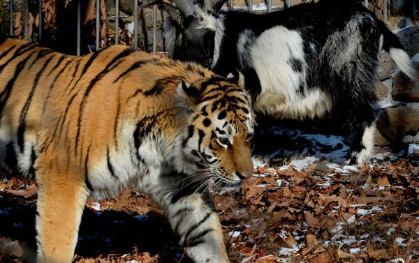 Chivo Timur y tigre Amur Chivo Timur y tigre Amur - Sputnik Mundo
