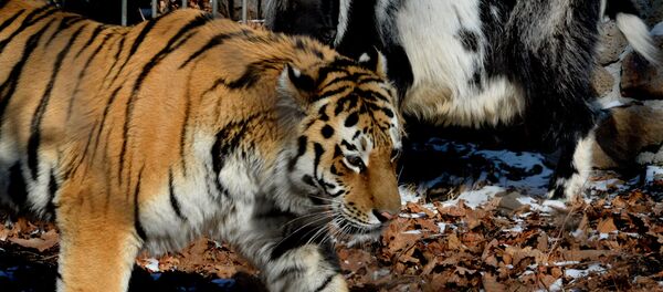 El tigre siberiano Amur y el chivo Timur El tigre siberiano Amur y el chivo Timur - Sputnik Mundo