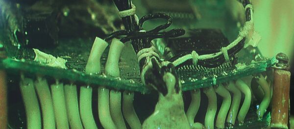 La caja negra del Su-24 ruso derribado por Turquía - Sputnik Mundo