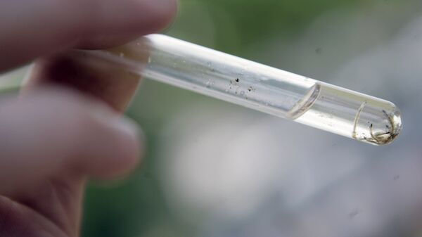 A firefighter shows Aedes aegypti mosquito larvae in the neighborhood of Curicica, in Rio de Janeiro, Thursday, March 27, 2008. - Sputnik Mundo