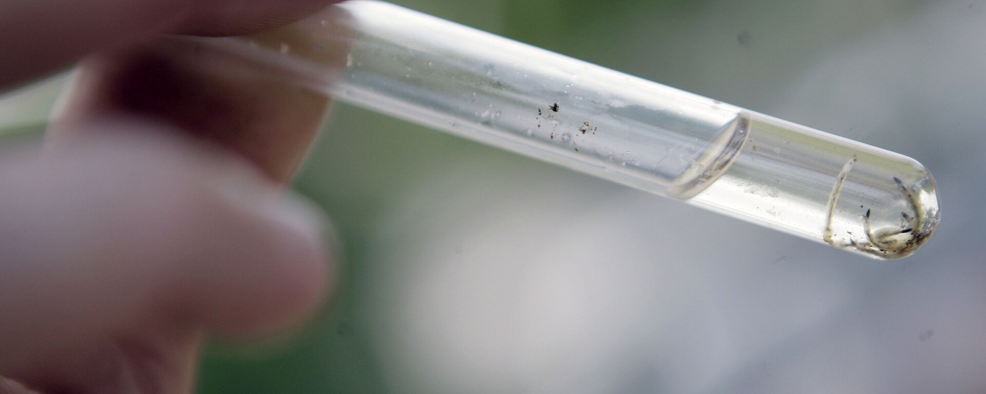 A firefighter shows Aedes aegypti mosquito larvae in the neighborhood of Curicica, in Rio de Janeiro, Thursday, March 27, 2008. - Sputnik Mundo, 1920, 23.02.2023