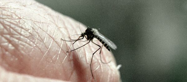 Mosquito - Sputnik Mundo
