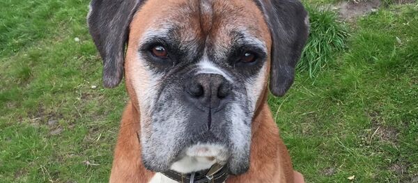 El perro Dylan clonado por una pareja británica El perro Dylan clonado por una pareja británica - Sputnik Mundo