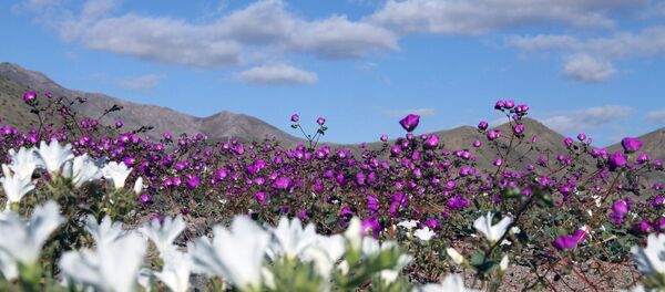 Flores en el desierto de Atacama como consecuencia de El Niño - Sputnik Mundo