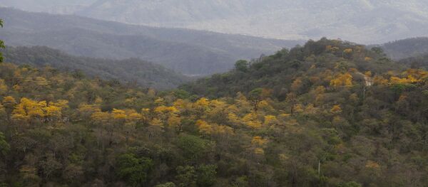 Bosque seco, Ecuador - Sputnik Mundo