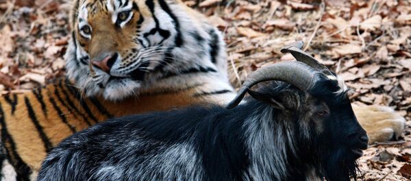 Tigre Amur y chivo Timur Tigre Amur y chivo Timur - Sputnik Mundo