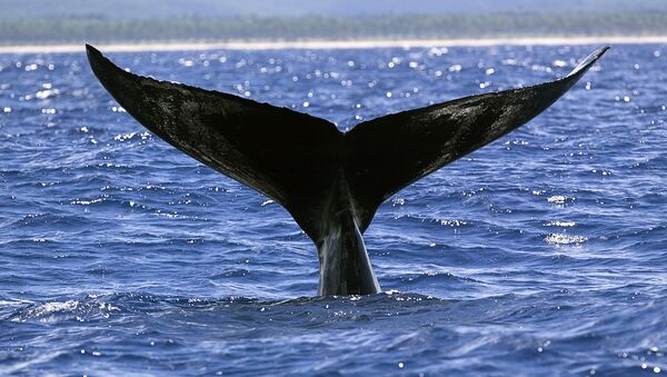 Ballena en el santuario de Parque Nacional de Abrolhos - Sputnik Mundo