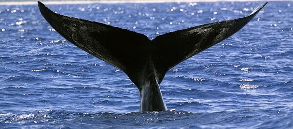 A humpback whale (Megaptera novaeangliae) perfoms a tail-up, a behavioral pattern that is frequent in the Abrolhos Bank, in the Southern coast of Bahia State, Brazil on Monday, Sept. 15, 2003 - Sputnik Mundo