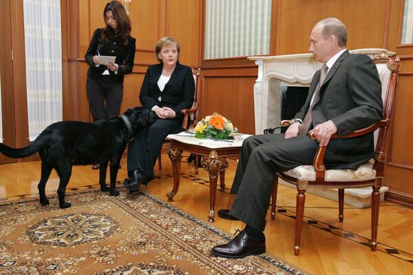 Labrador Koni del presidente ruso durante el encuentro de Vladímir Putin con Angela Merkel - Sputnik Mundo