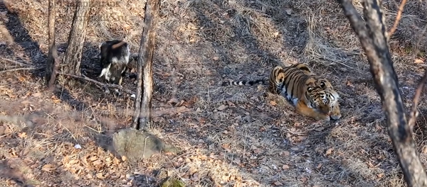 Chivo Timur y tigre Amur - Sputnik Mundo