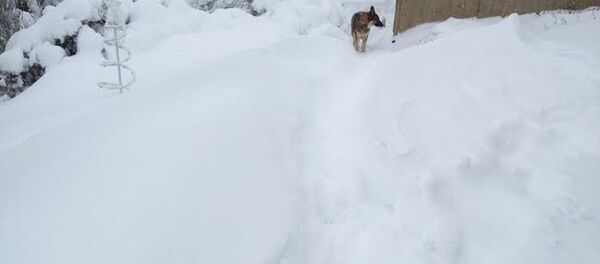 Nevada en México, 28 de diciembre de 2015 - Sputnik Mundo